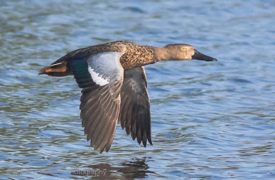 Cape Shoveller Duck in Flight Diep River / Woodbridge Island