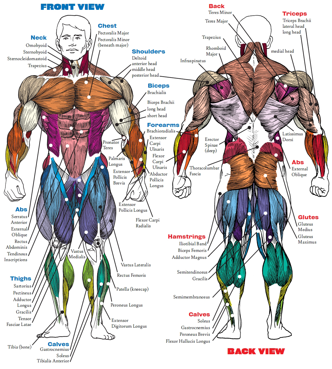 Body Muscle Diagram And Names / Muscles Chart Description Muscular Body ...
