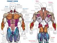 Back Muscle Diagram Back Muscle Diagram