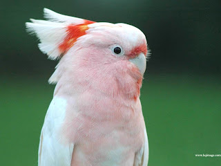 Free Wallpapers Download, Desktop Nature Bollywood Sports Mobiles Cars