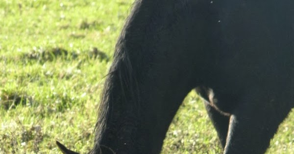 L Homme Qui Murmurait à L Oreille Des Chevaux Distribution Art et glam: L'Homme qui murmurait à l'oreille des chevaux