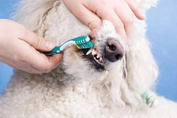 Cách chữa hôi miệng cho chó