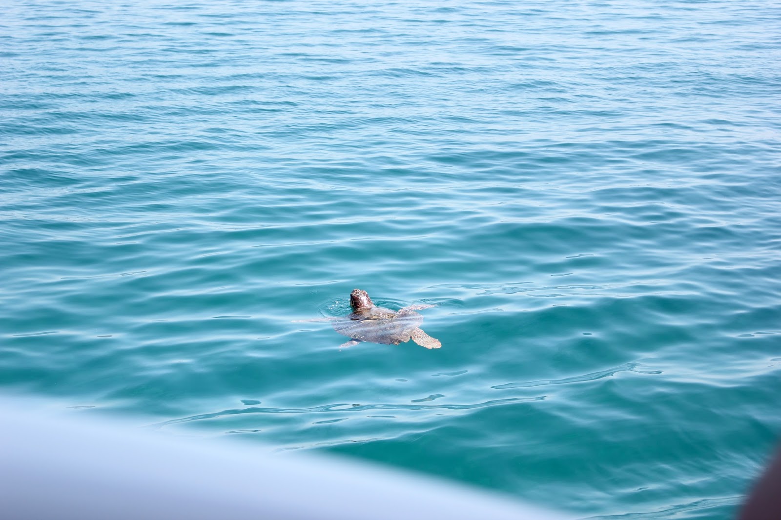 Georgie Minter-Brown blogger actress travel zante tsilivi holiday photo diary sea beach relax boat turtle