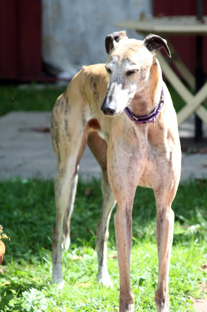 Jude the Greyhound, greyhounds, rescue greyhounds, rescue dogs, Anne Butera, My Giant Strawberry