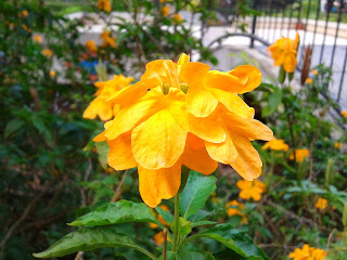 macro yellow flower by septian rishal macro yellow flower by septian rishal