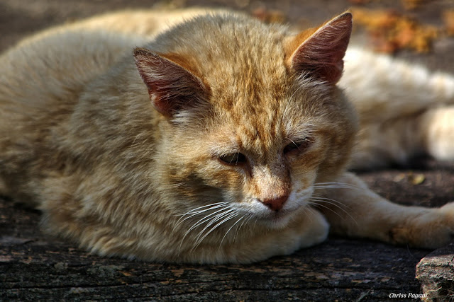Hammie the orange bobtail cat has an interrupted nap