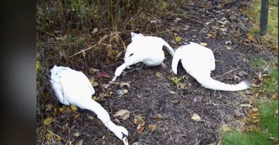 FOTOS: aparecen muertos cisnes en Indiana éstados unidos. FOTOS: aparecen muertos cisnes en Indiana éstados unidos.