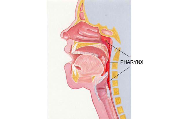 Human Anatomy: THE DIGESTIVE SYSTEM upper esophageal sphincter diagram 