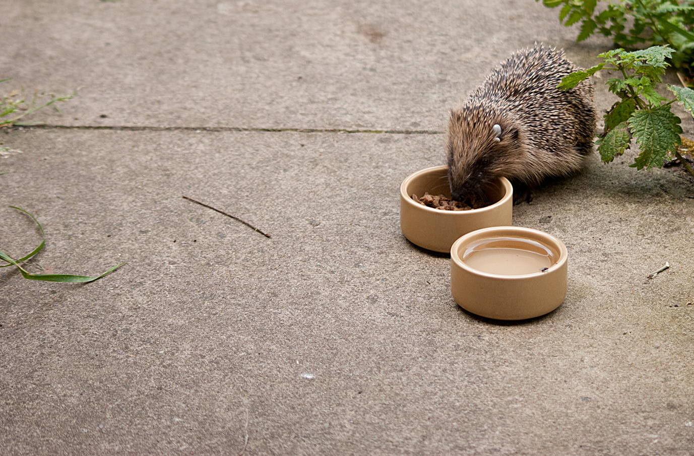 WILDWATCHER Tick the Hedgehog
