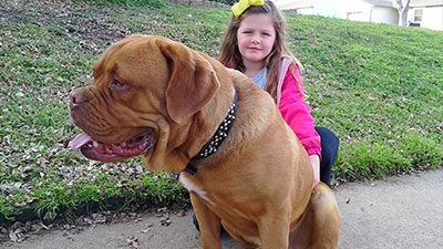 French Mastiff