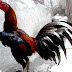 Serba Serbi Ayam Pakhoy