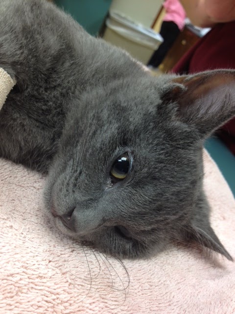 Veterinary Internship: Day 29: Infections, Vaccines, and ... cat toe diagram 