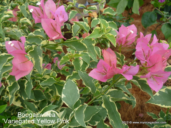 Halesia Carolina Rosea Flowering Trees Variegated Plants