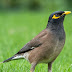 Picture of a common myna