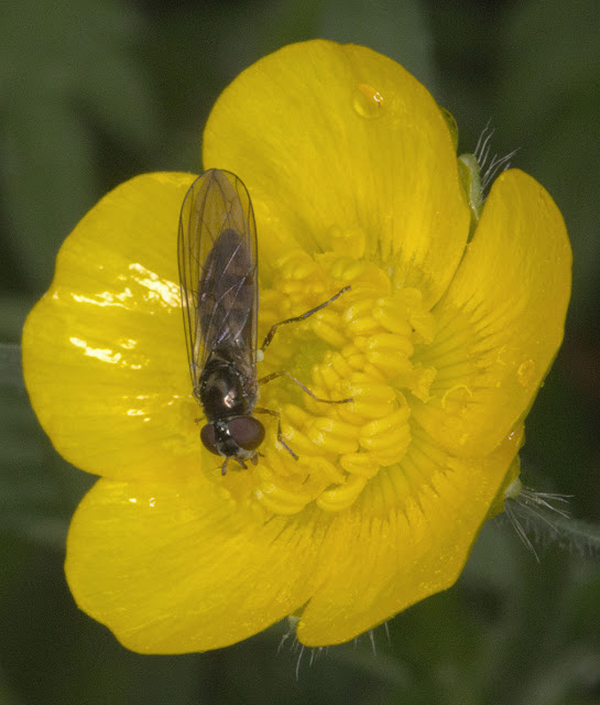 Melanostoma scalare, a Hoverfly, in a Meadow Buttercup flower, Ranunculus acris.  Jubilee Country Park, 2 June 2012.