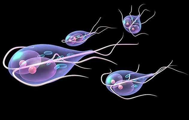 giardia seres humanos