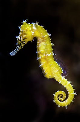 Photo of seahorse with swirls by Jason Leung on Unsplash