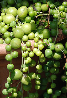 グリーンネックレス