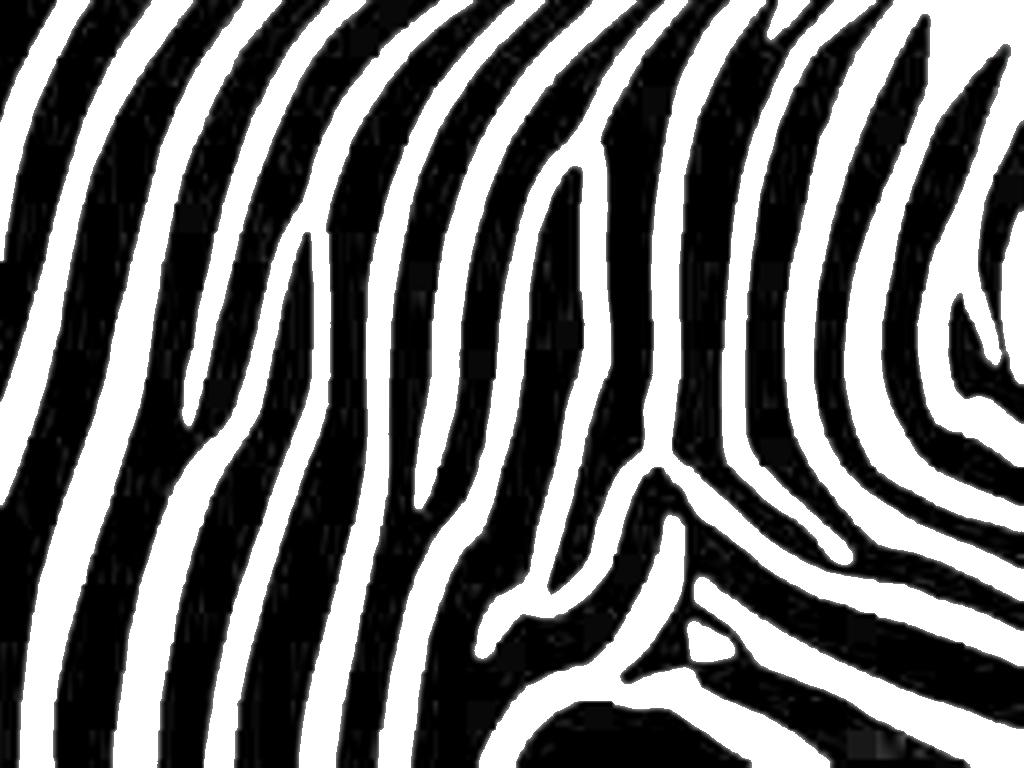 zebra-print-animals-photos