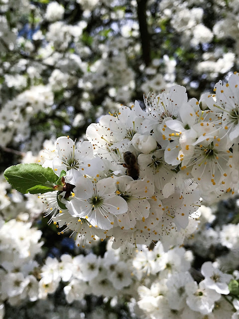 La Primavera... Blogcestnik.cz