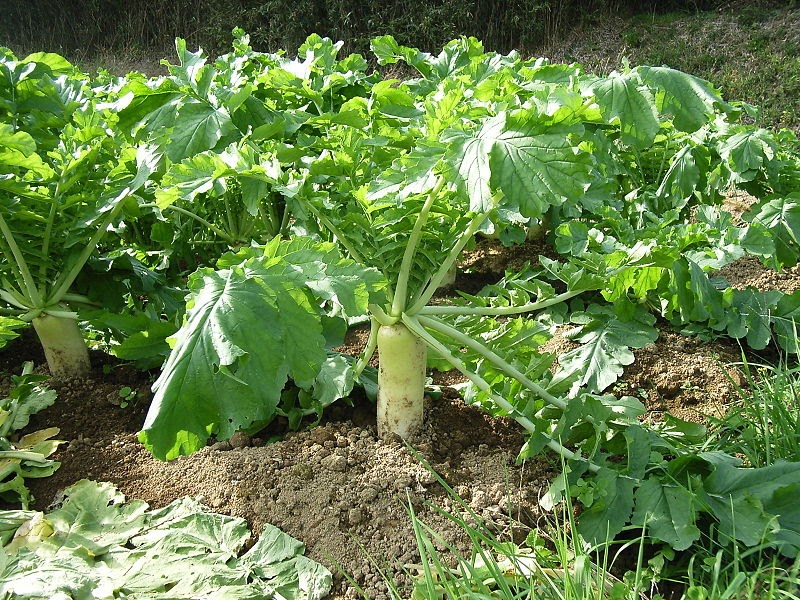 We love Our Bangladesh Radish (Mula) is a winter vegetables in Bangladesh
