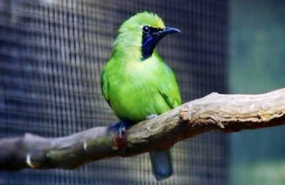 15 Perbedaan Cucak Ijo Jantan Dan Betina Anakan Dewasa Paling