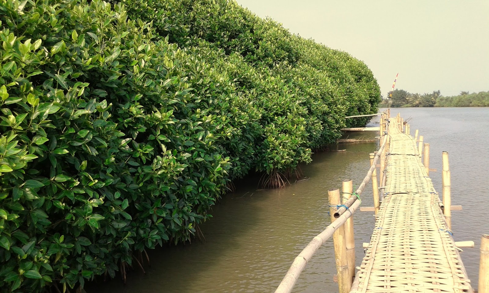 Belajar Tentang Alam Di Hutan Mangrove Wana Tirta, Kulon Progo