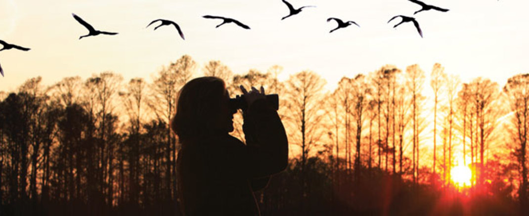 I am watching the birds