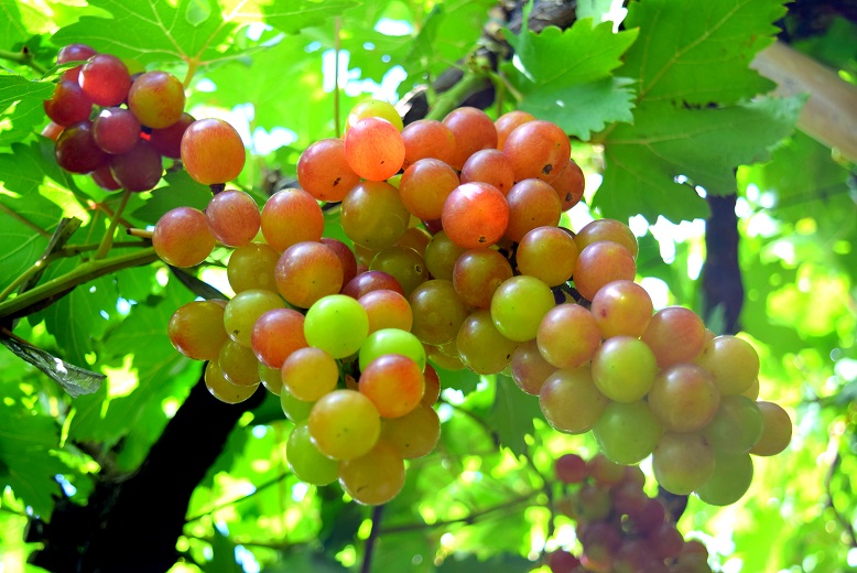 Best Philippines Place Grapes Capital of the Philippines