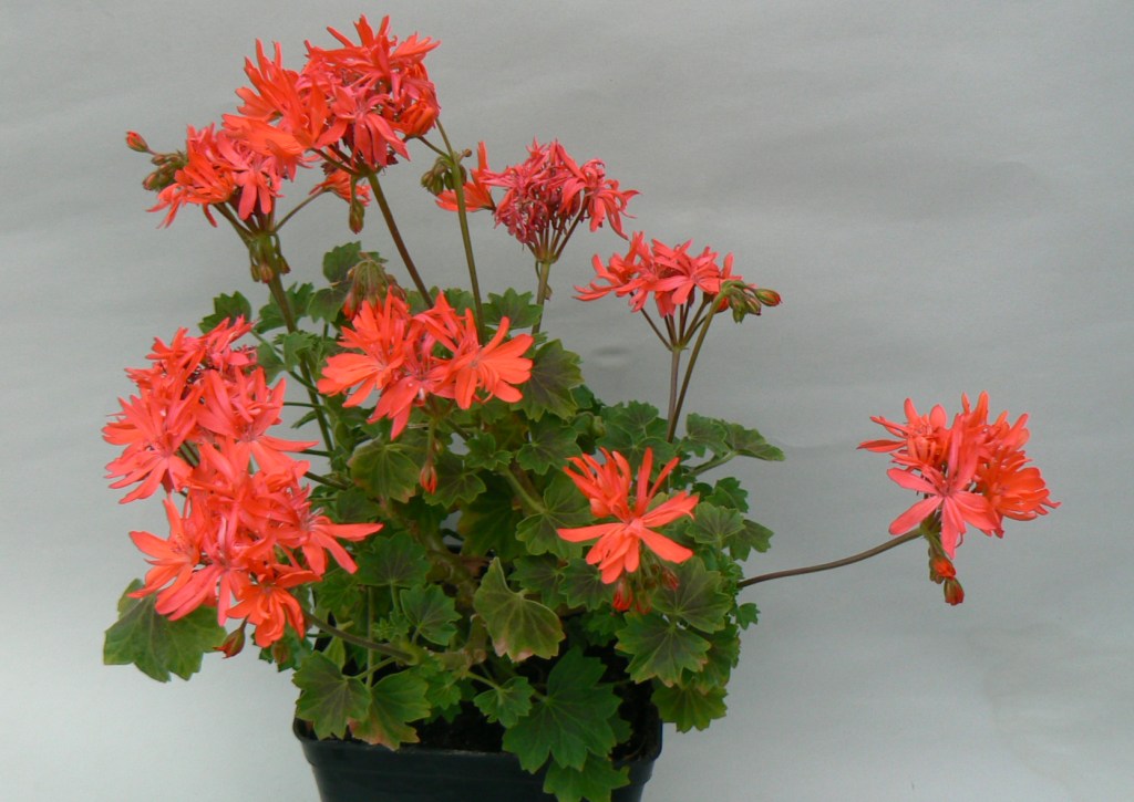 Pelargonium: Bronze Butterfly