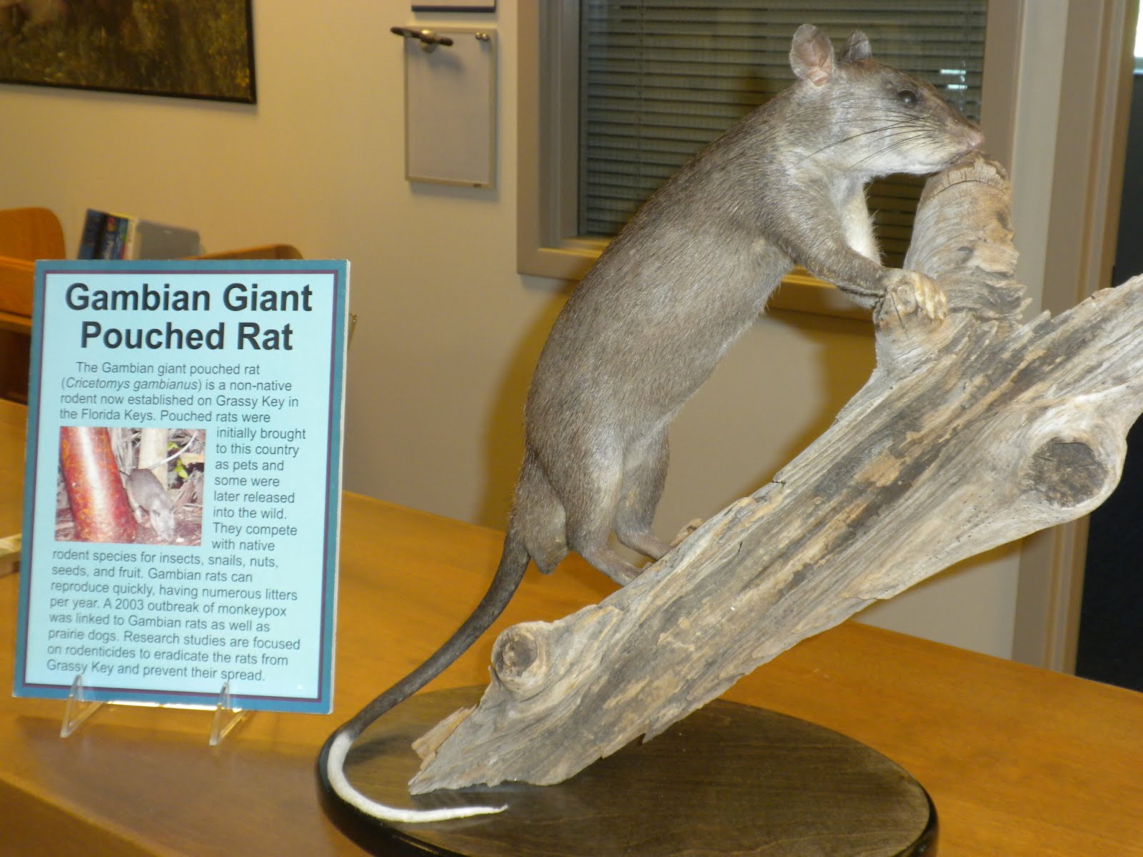 Wildlife Control Supplies Blog for WCO's Giant Gambian Pouch Rat