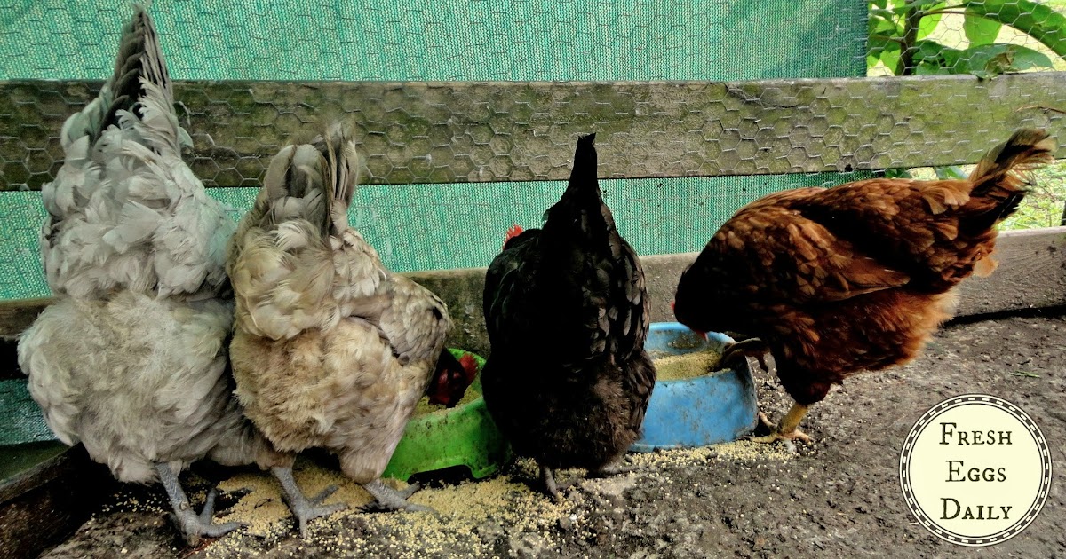Bertia Lanhe Vent Gleet Symptoms Causes And Natural Treatment For Backyard Chickens