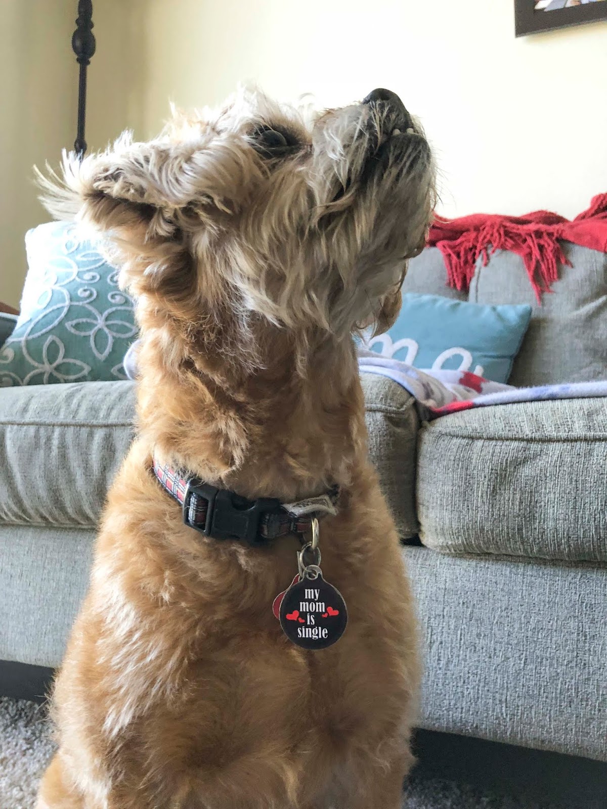 Florida Dog Walkers and Pet Sitters Miami Doggie Daycare & Boarding