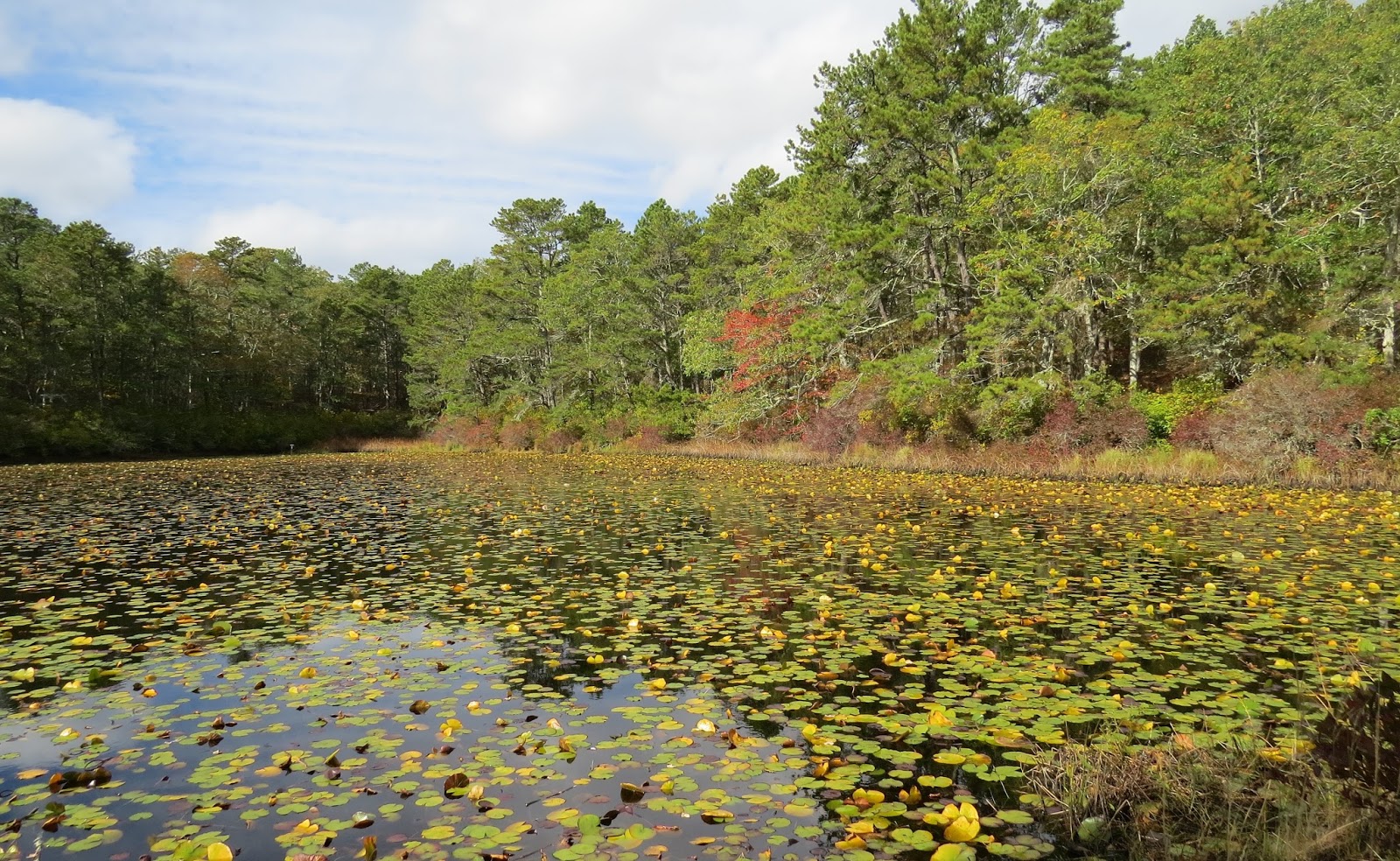 Cape Cod Retiree Cape Autumn Ponds, Marsh and Heath