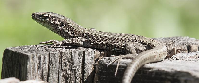 Dein Nachbarlohbach 2016