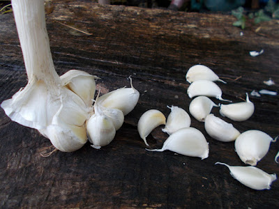 Garlic cloves Grow your own garlic 80 Minute Allotment Green Fingered Blog