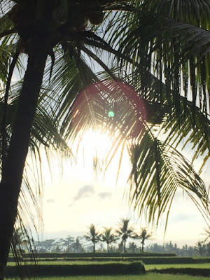 椰子の木と田んぼの風景