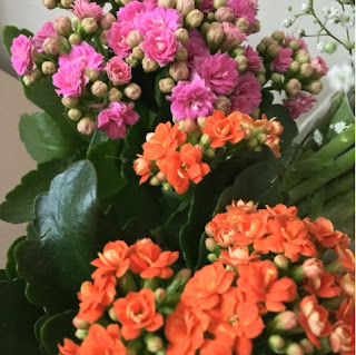 Pink and Orange Gypsophila flowers