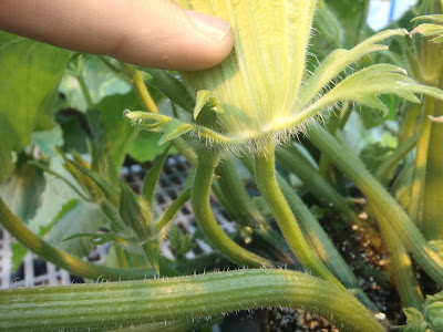 Have You Ever Picked A Carrot?: Fun with Flowers: The art of squash ...