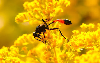 Close up of a black and red wasp on a yellow flower. Photo by Krzysztof Niewolny on Unsplash