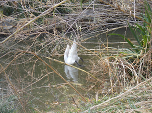 A Swan ducking into the pond for food.Its head & Neck completely submerged in water.