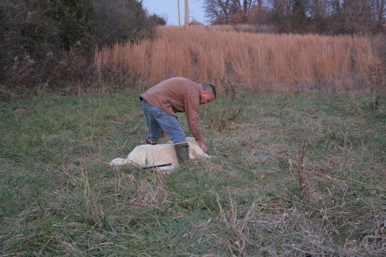Chicken Scratch Poultry How To Remove A Skunk From Your Live Trap