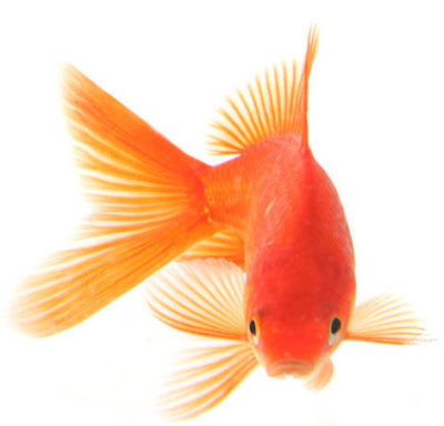 Goldfish Pictures