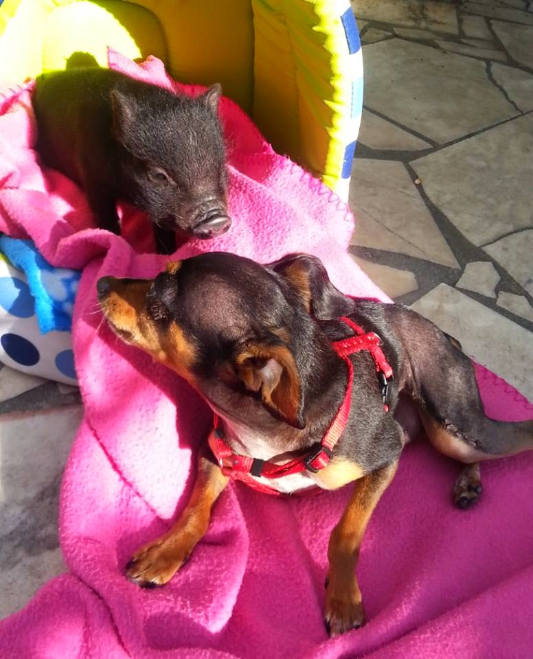 Mini Pig Rosa: Relação entre Porco e Cão