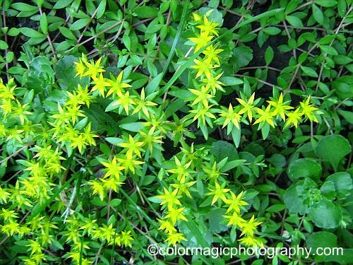 Sedum sarmentosum-Stringy Stonecrop flowers and leaves