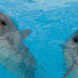 Εφαρμογή του νόμου για την απαγόρευση παραστάσεων με δελφίνια ζητά ο Γ. Δημαράς
