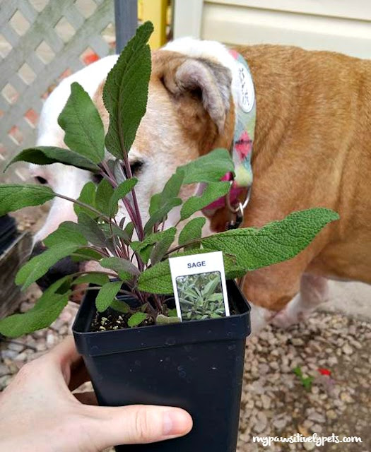 Can Dogs Eat Pineapple Sage Can Dogs Eat Pineapple Sage