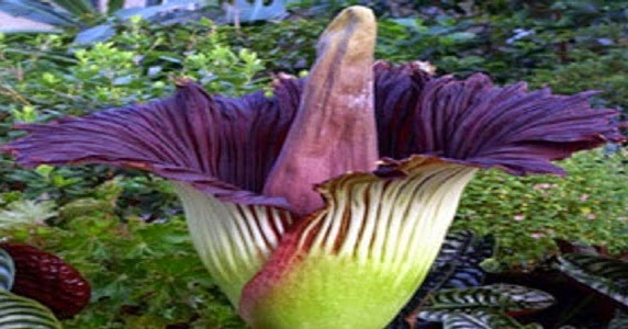 Flora Langka di Indonesia, Tumbuhan yang Dilindungi