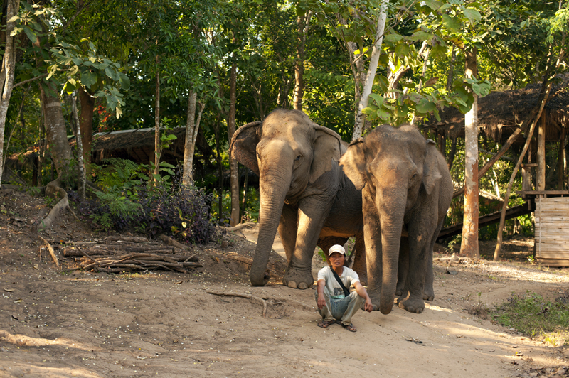 Ride Bikes, Not Elephants Elephant In The Room