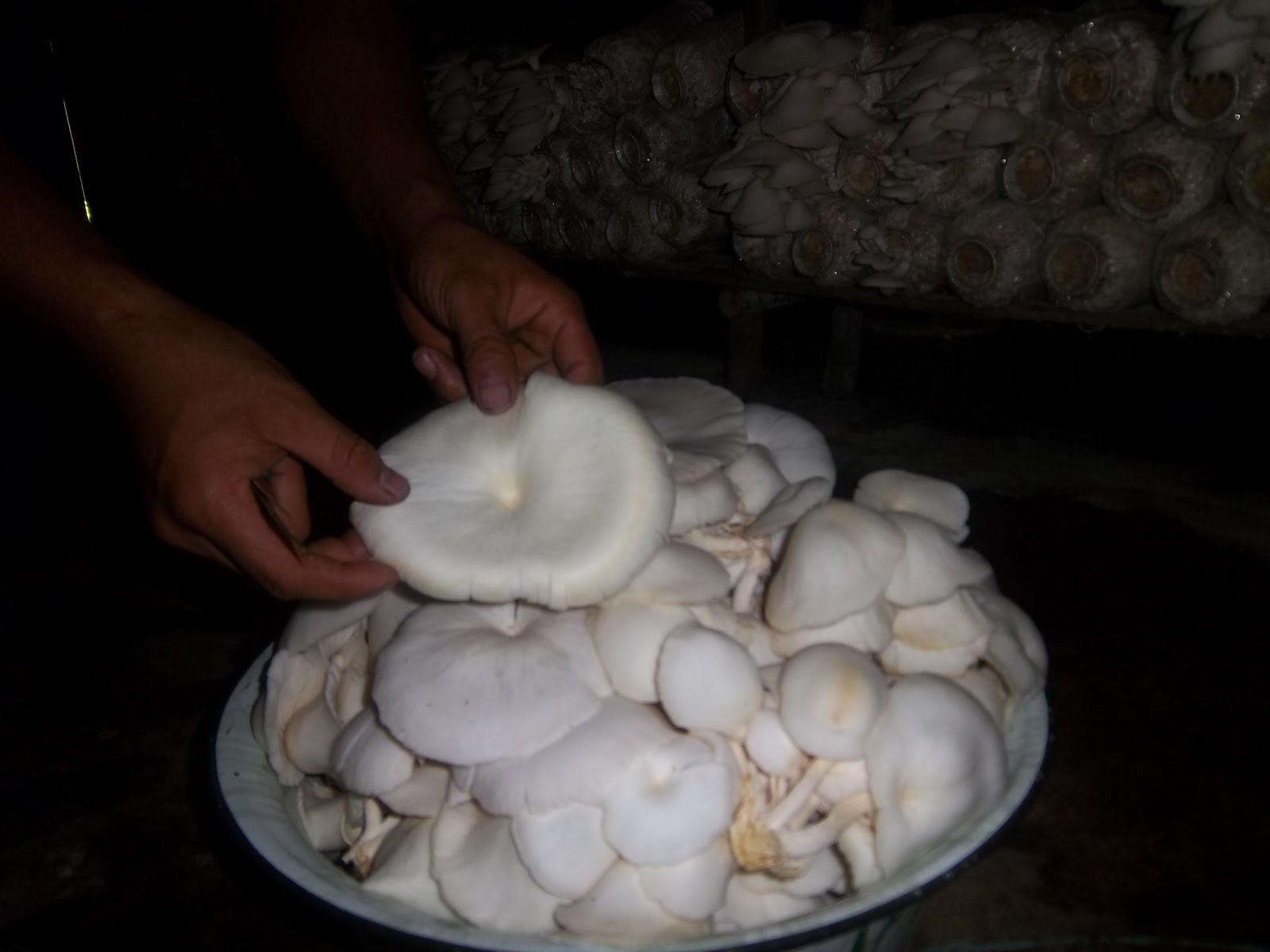 JAMUR TIRAM PEKANBARU Budidaya jamur tiram di pekanbaru bibit jamur